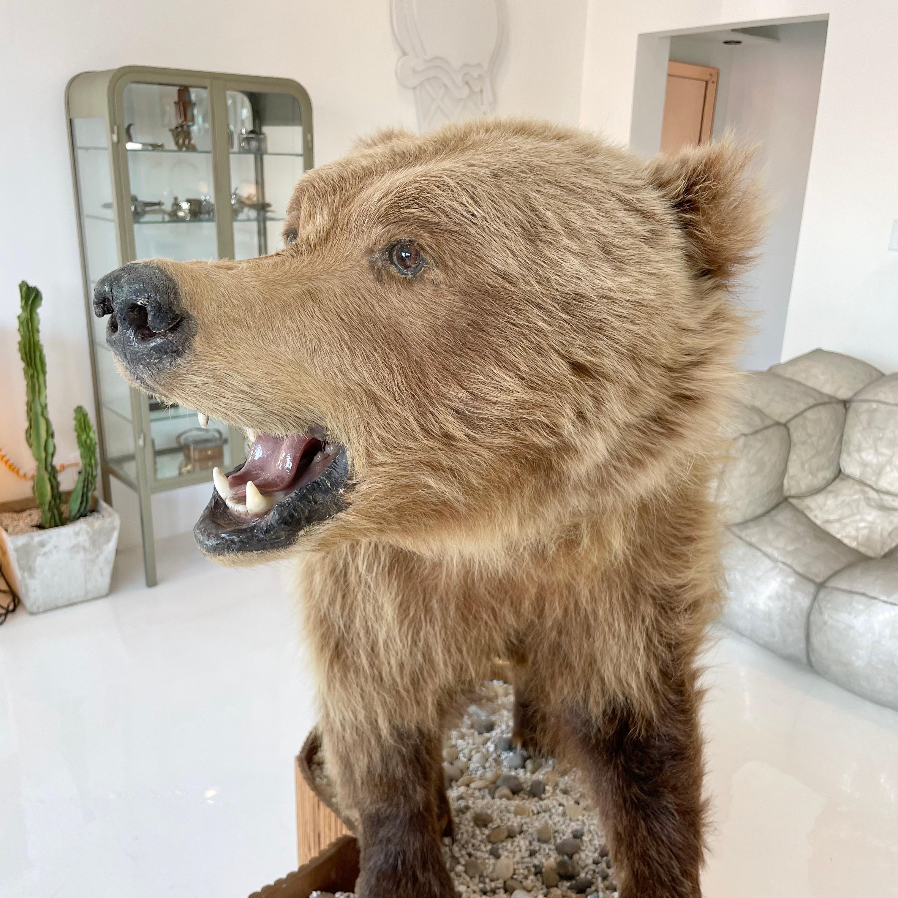 Brown Bear Taxidermy on Stand In Good Condition In Los Angeles, CA