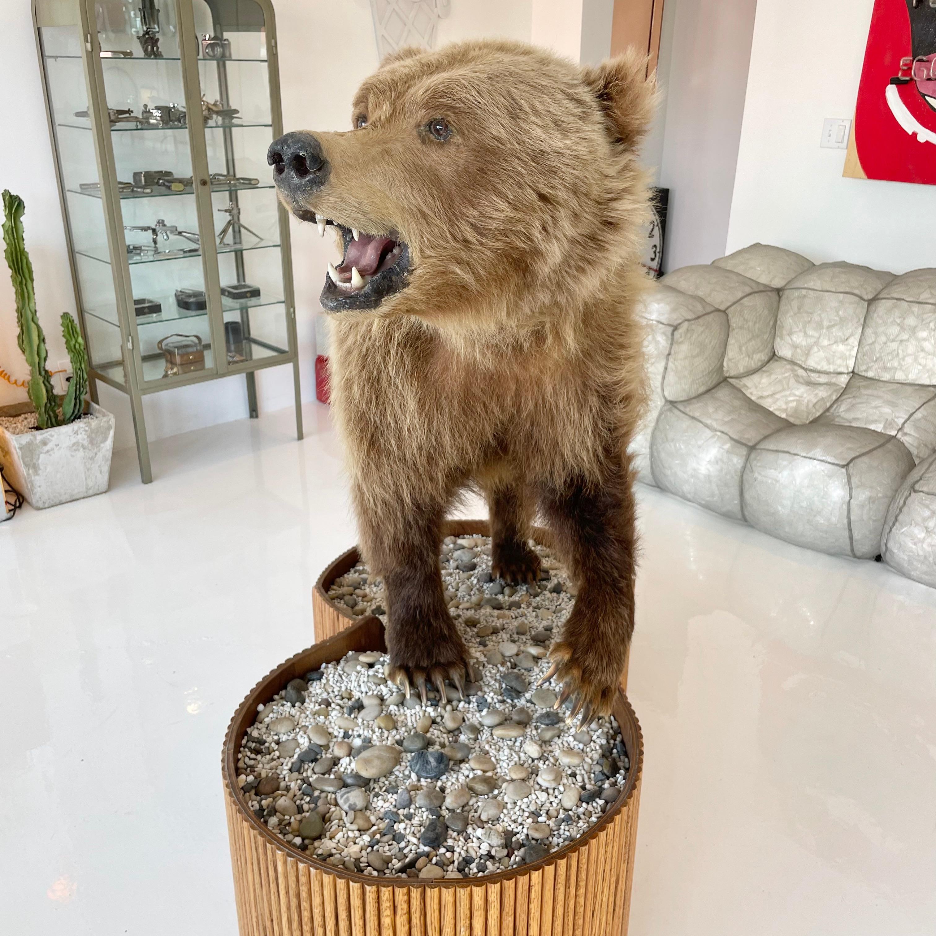 American Brown Bear Taxidermy on Stand