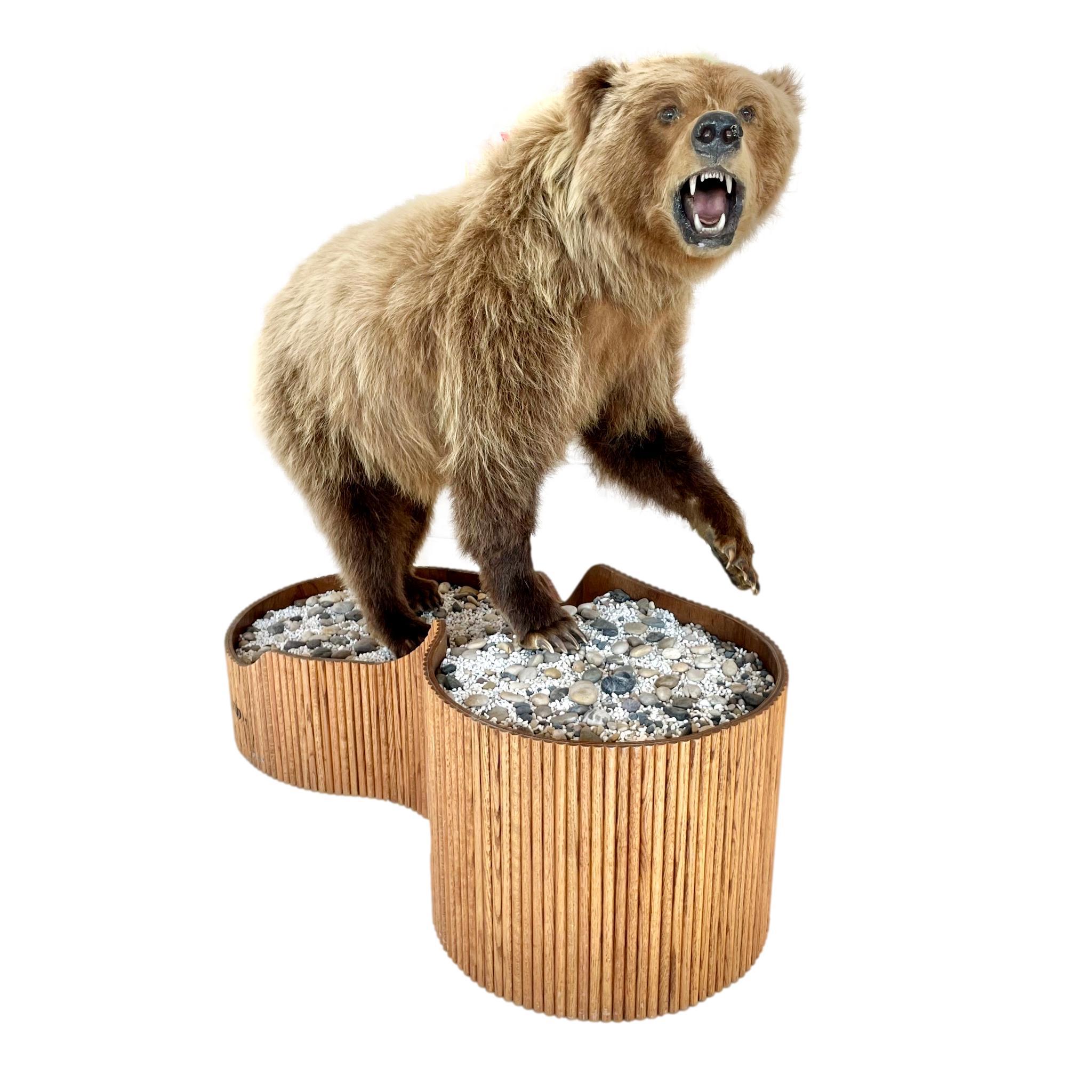 Full mount taxidermy brown bear on a wood stand. Great coloring to fur and expression to face. Claws all in tact. Great condition. Tons of presence.