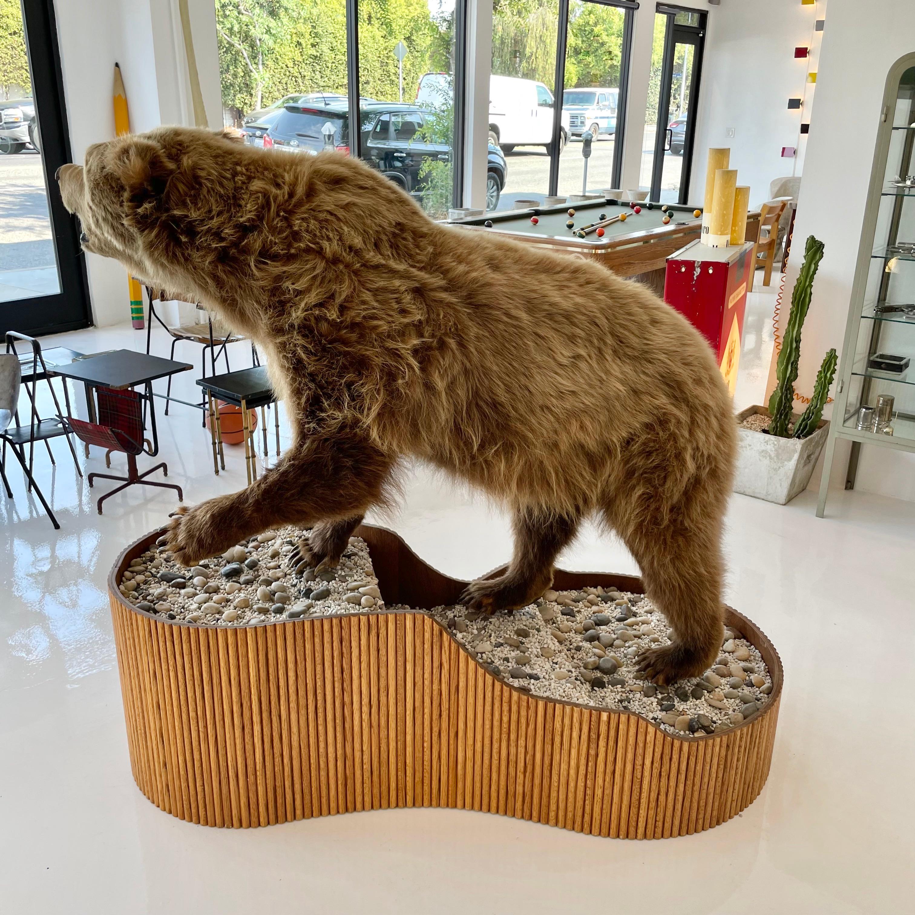 Late 20th Century Brown Bear Taxidermy on Stand