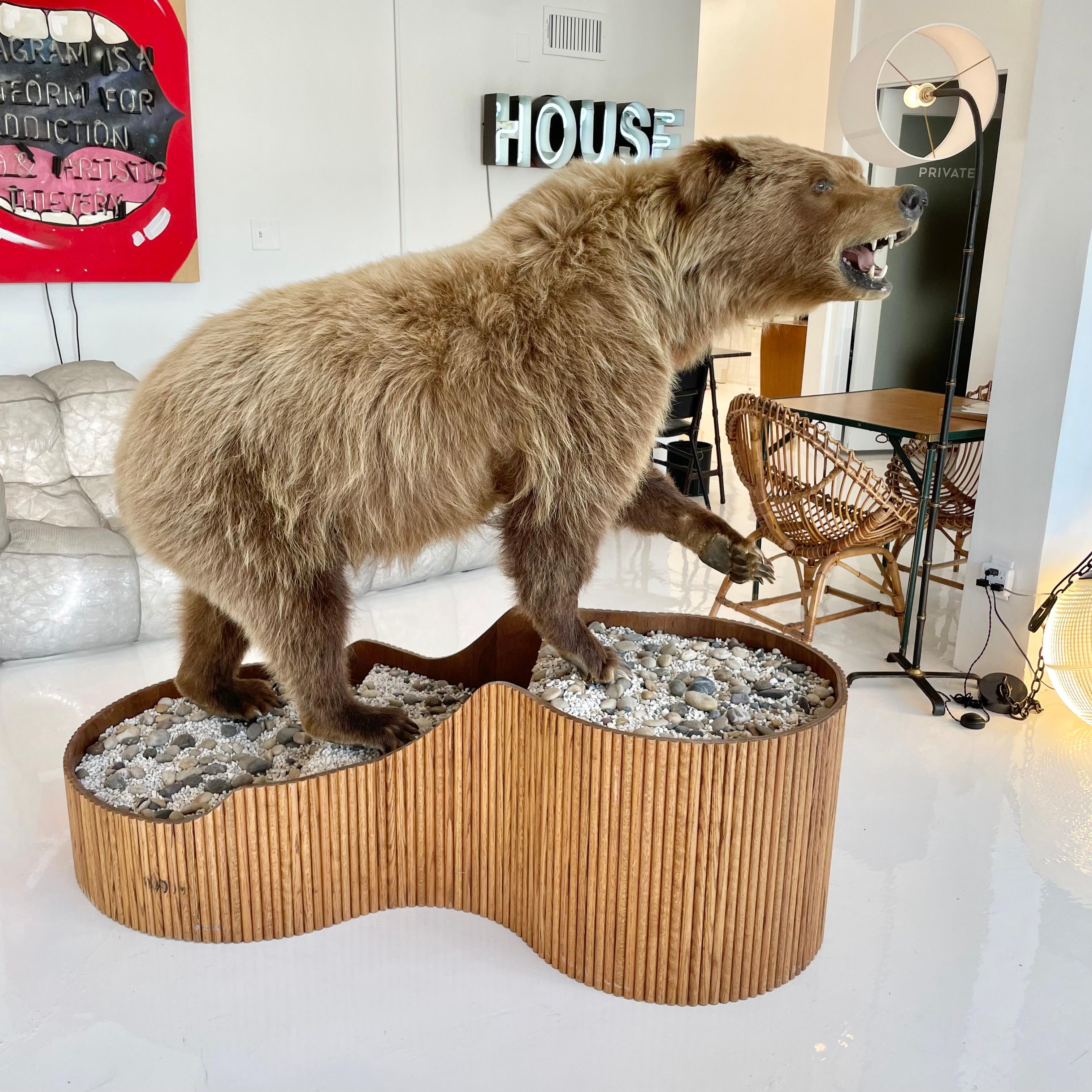 Brown Bear Taxidermy on Stand 2