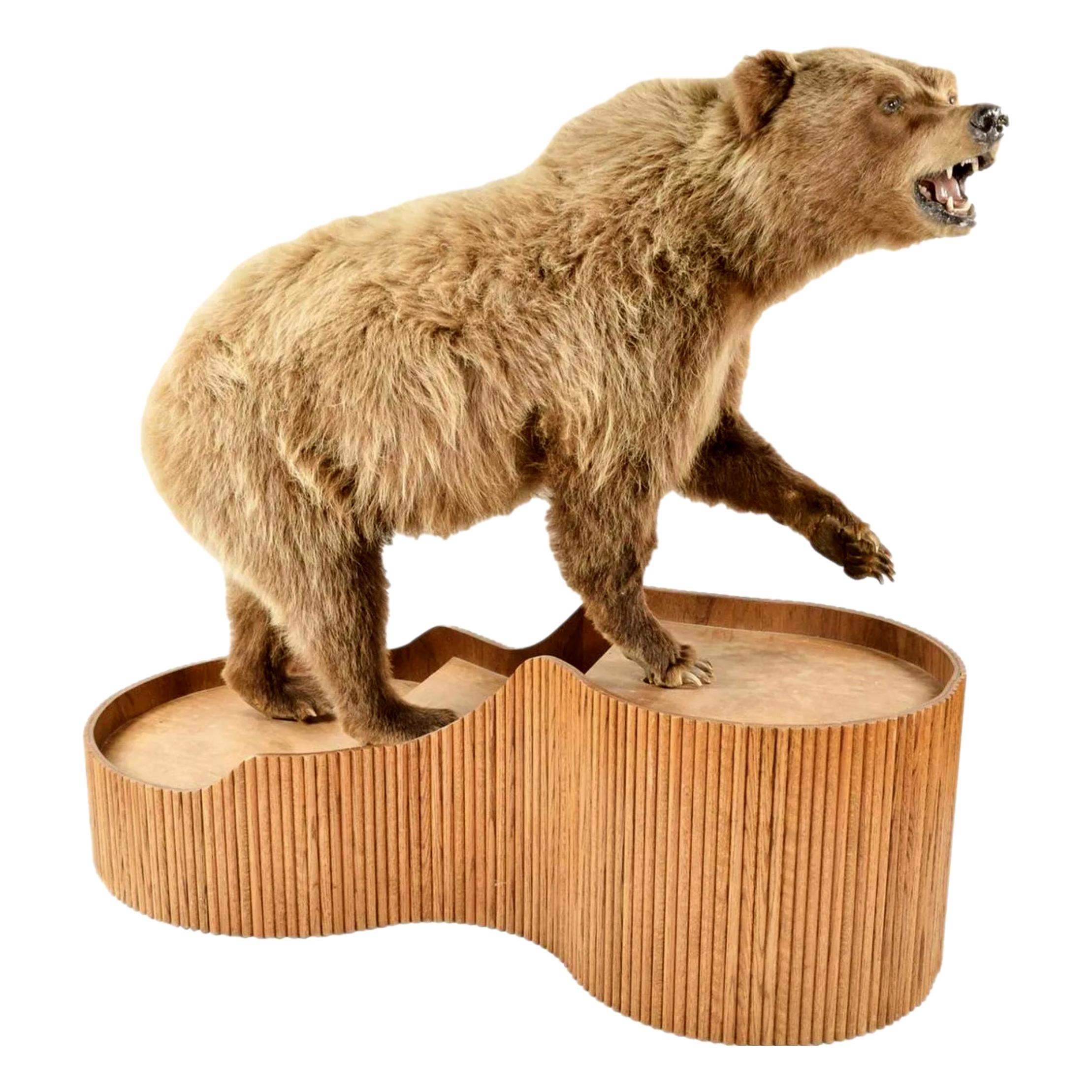 Brown Bear Taxidermy on Stand