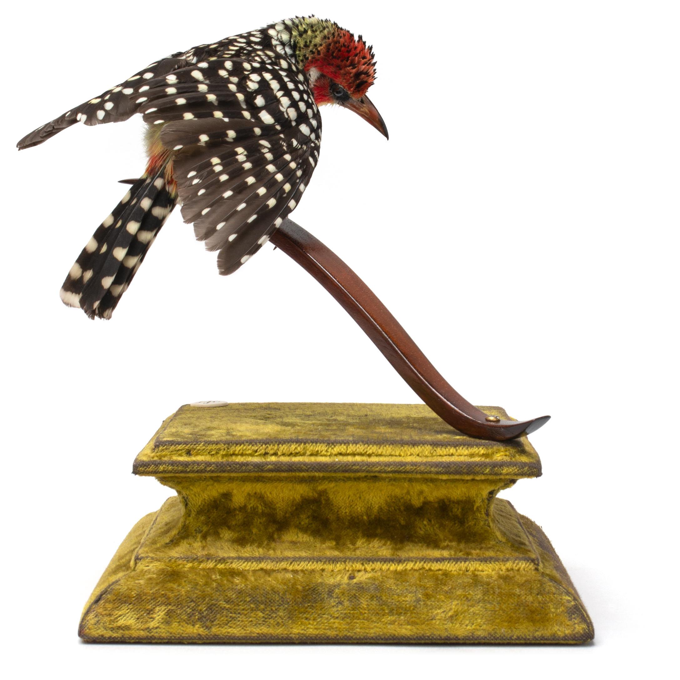 Dutch Brown-Breasted Barbet Fine Taxidermy by DS&vT