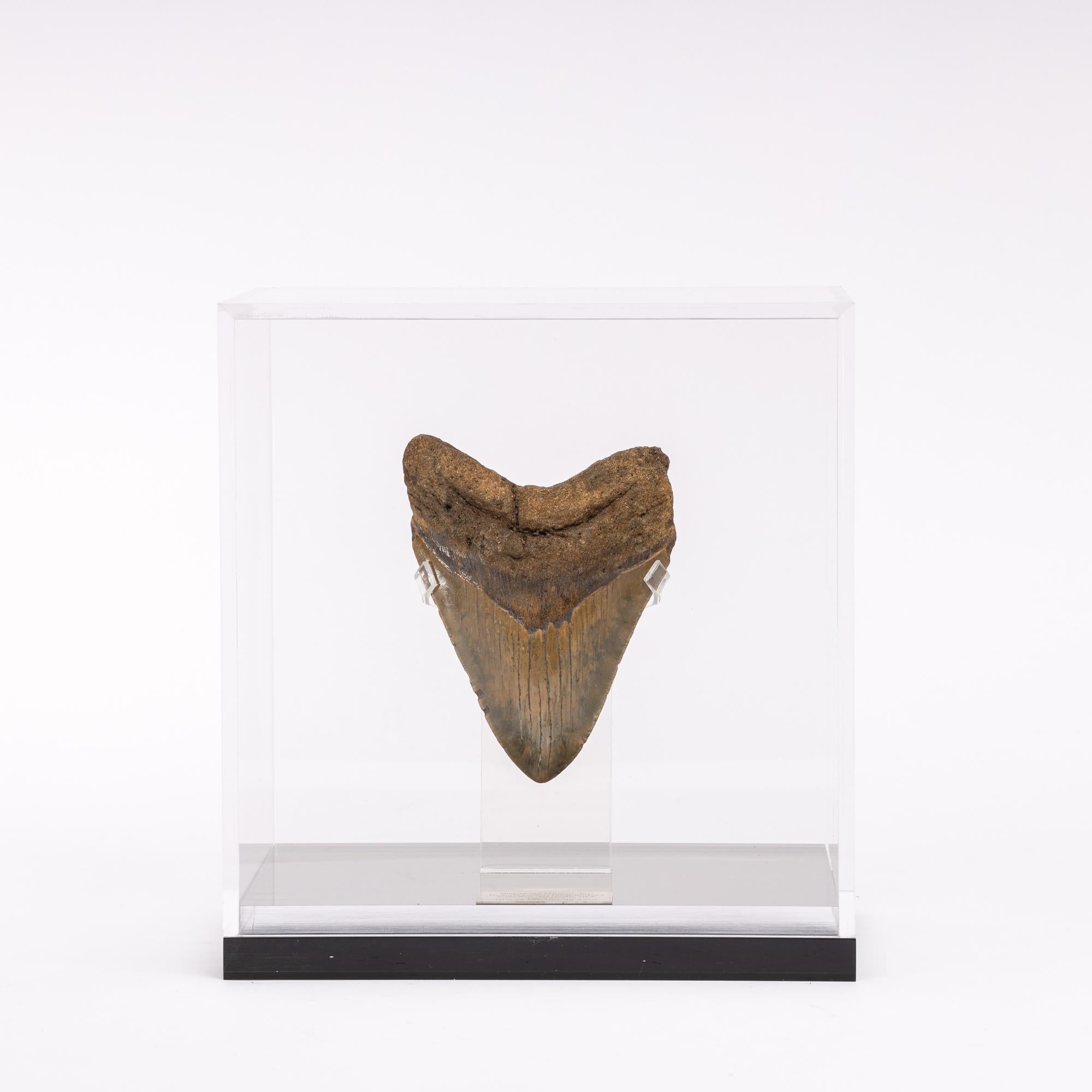 Megalodon is an extinct species of sharks that lived 10-25 million years ago, during the Miocene period.
It´s considered the biggest predator that has ever lived, reaching lengths up to 60 feet and estimated weight of 60 tons. Their jaw could exert