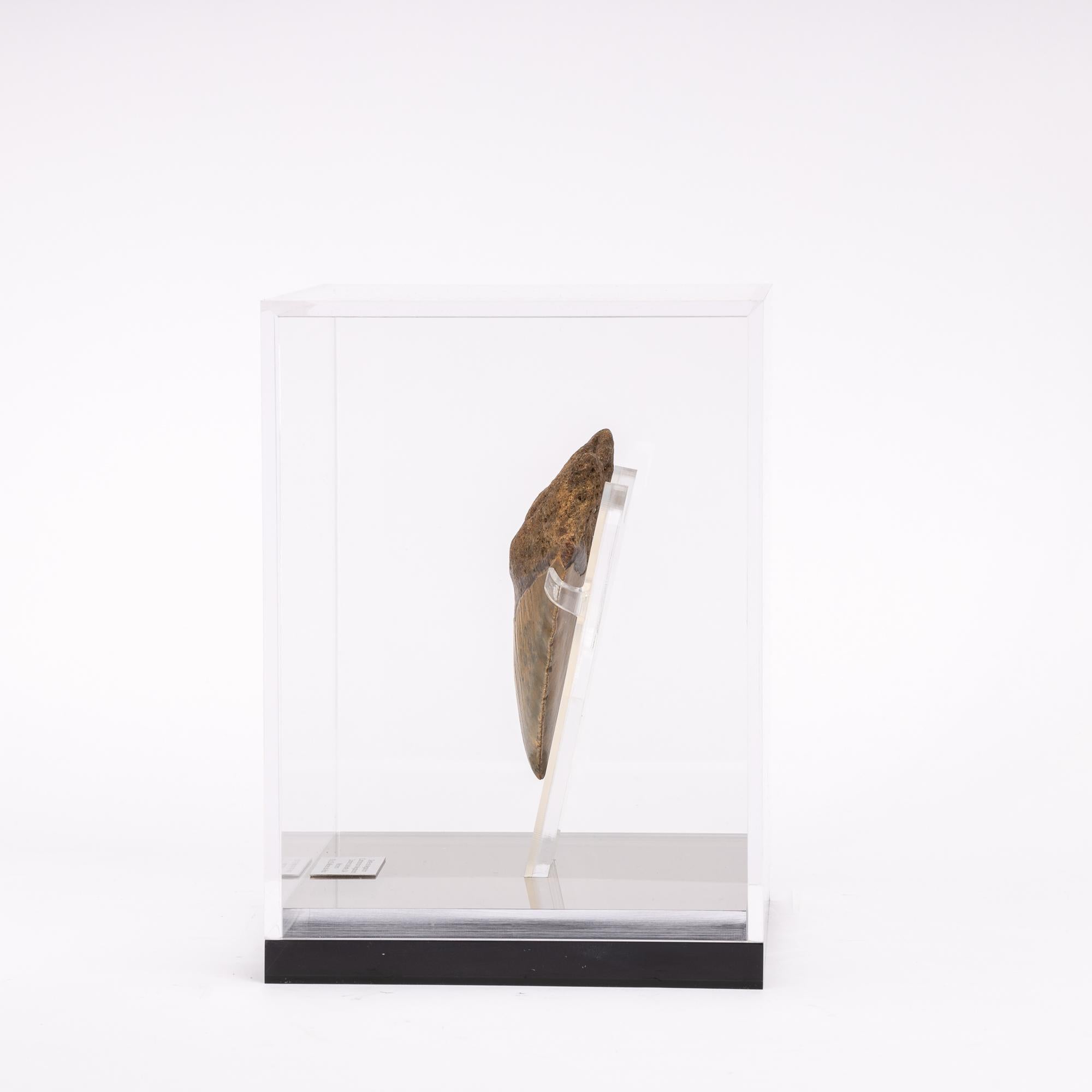 megalodon tooth display case