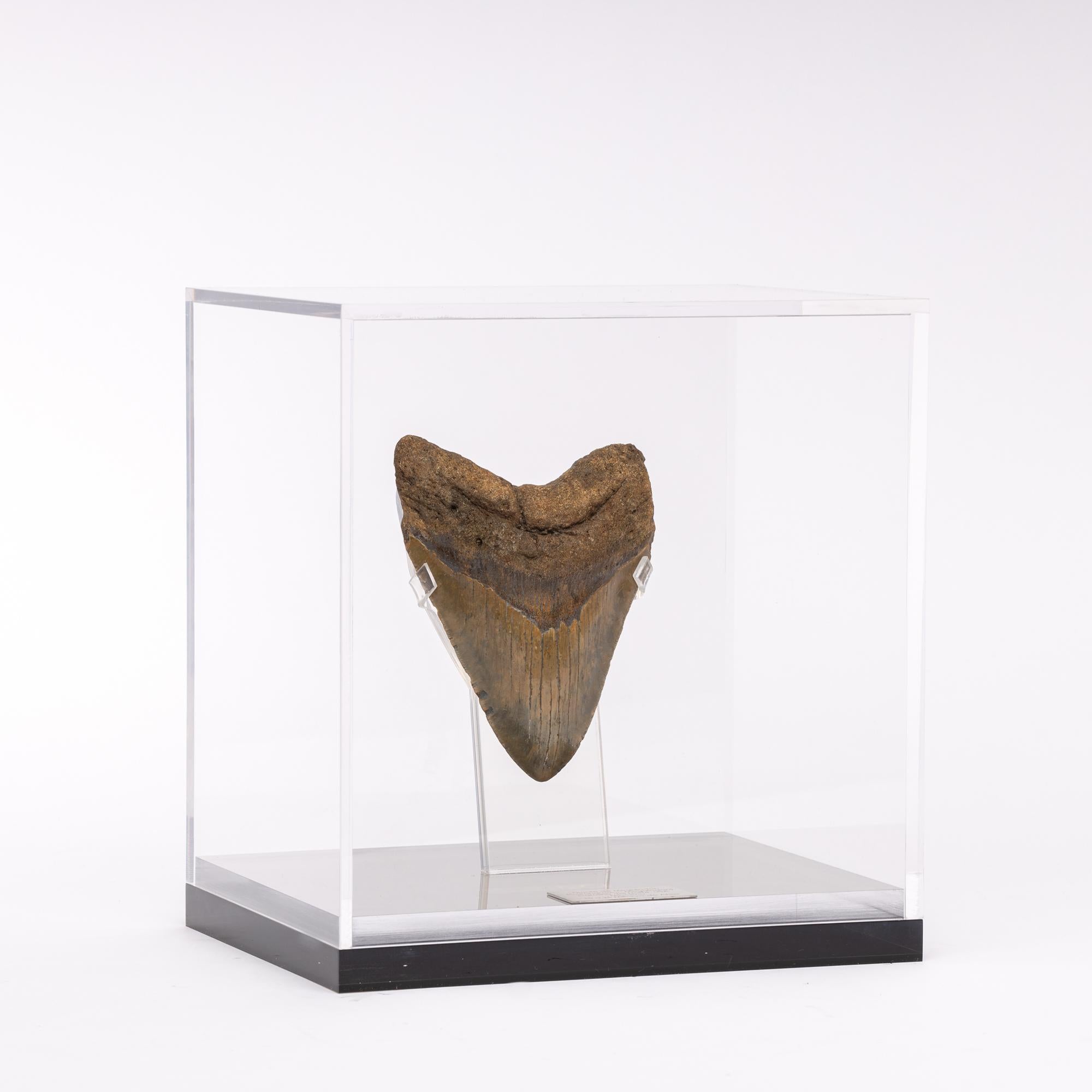 shark tooth display case