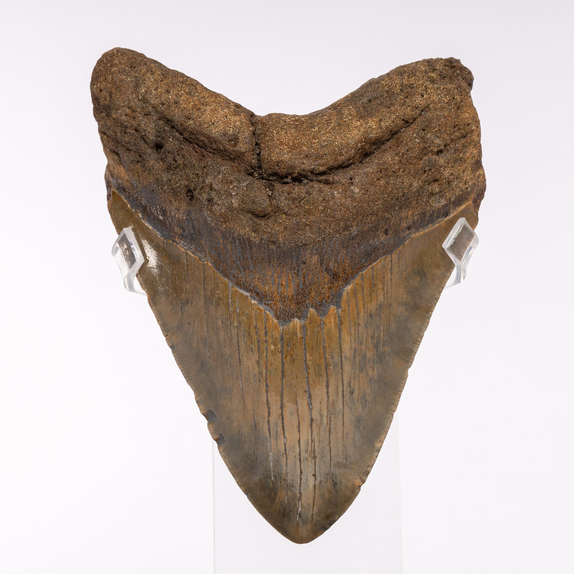 megalodon tooth display stand