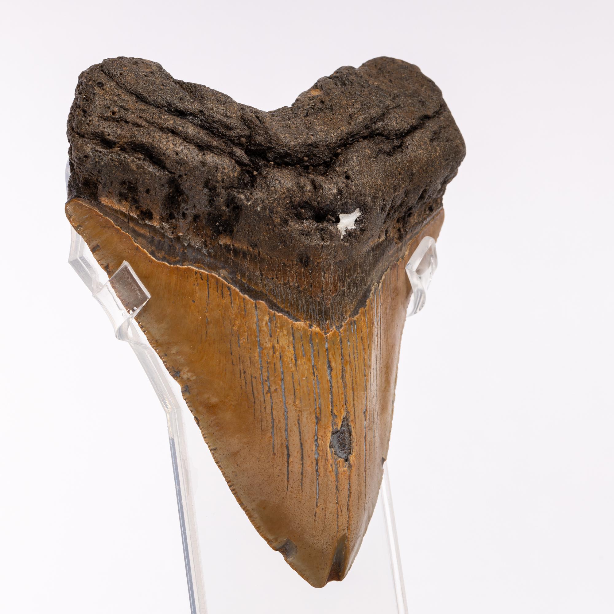 Contemporary Brown Fossil Megalodon 