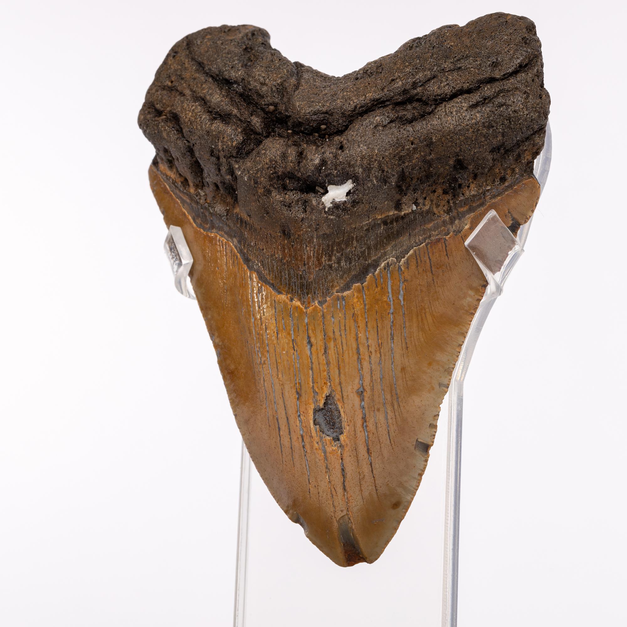 Brown Fossil Megalodon 