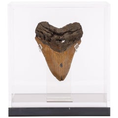 Brown Fossil Megalodon "The Monster Shark" Tooth in Acrylic Custom Box