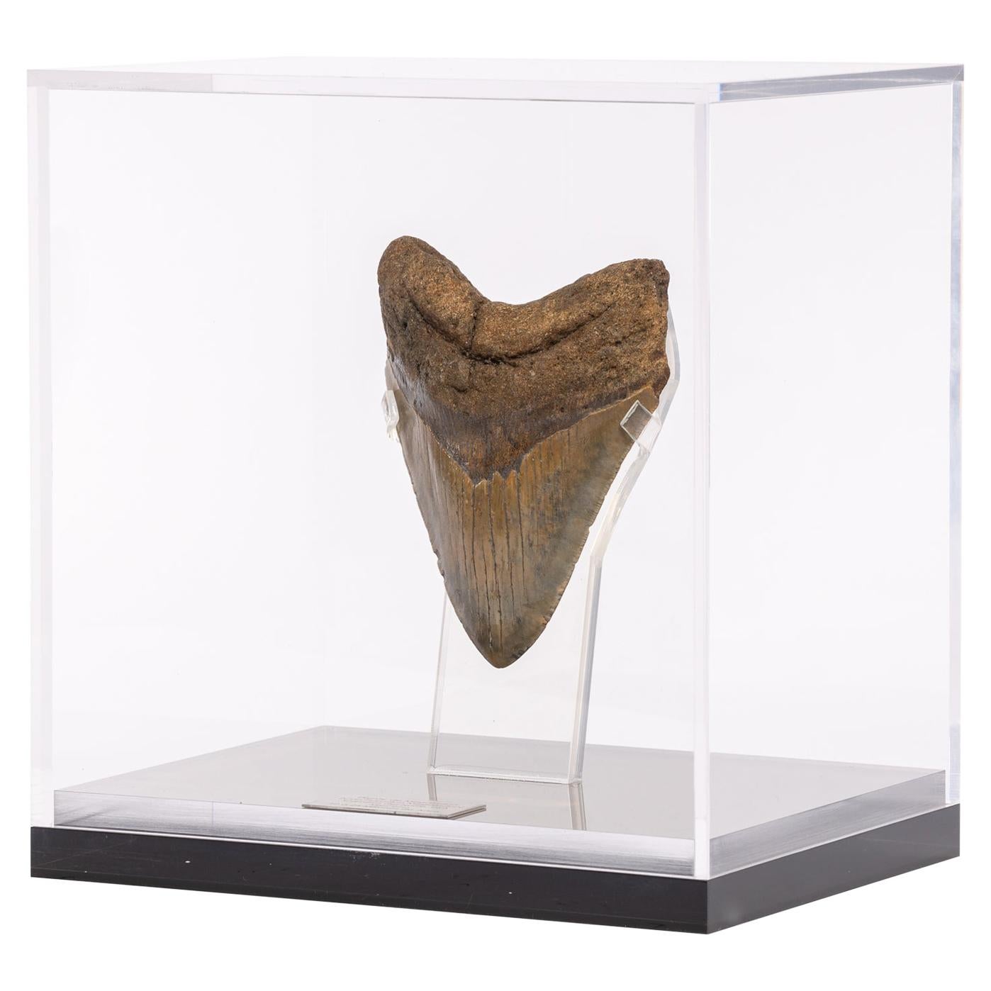 Brown Fossil Megalodon "The Monster Shark" Tooth in Acrylic Custom Box