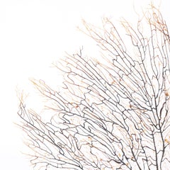 Brown Sea Fan on a Coquina Base