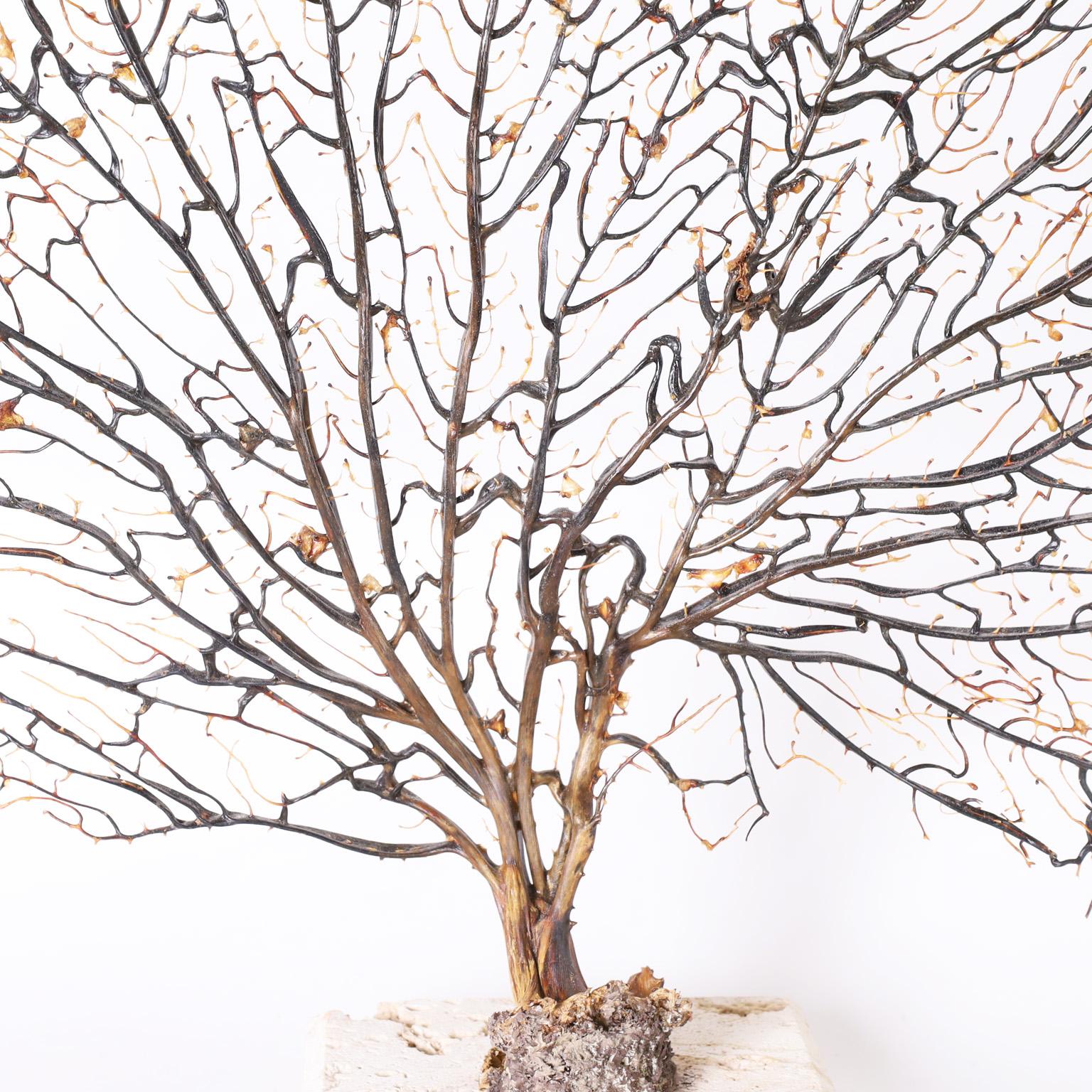 Hand-Crafted Brown Sea Fan on a Coquina Base For Sale