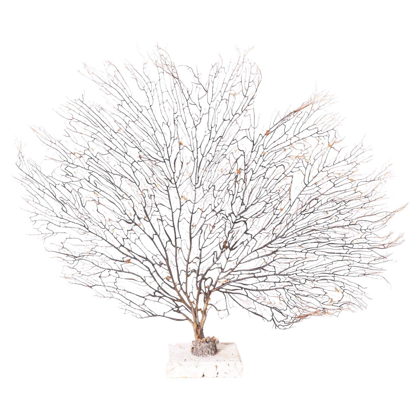 Brown Sea Fan on a Coquina Base For Sale