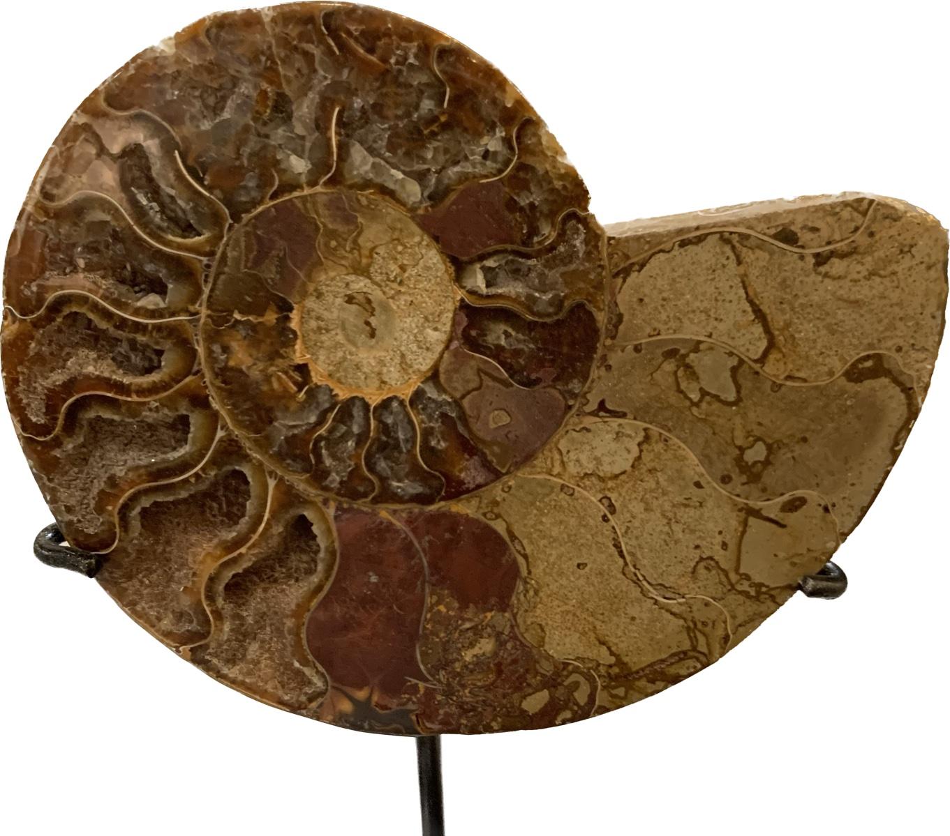 Prehistoric Madagascar polished ammonite newly mounted on custom steel stand.
Shades of brown.
One of many from a large collection.
Bases measure 4.5