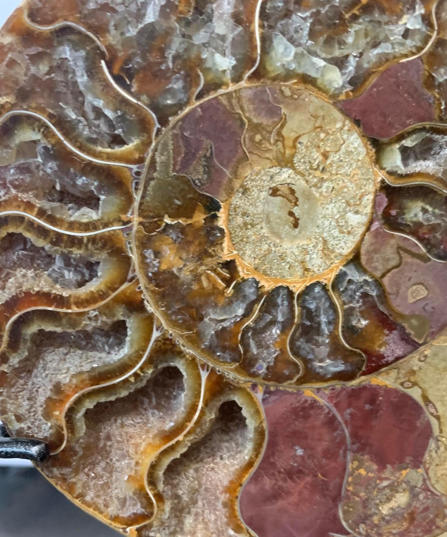 ammonite fossil stand