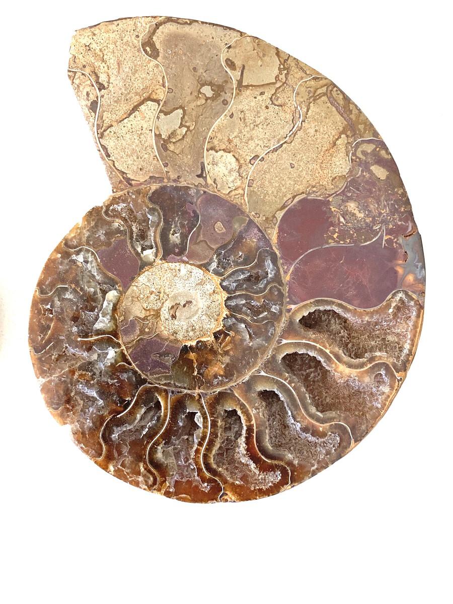 ammonite display stand
