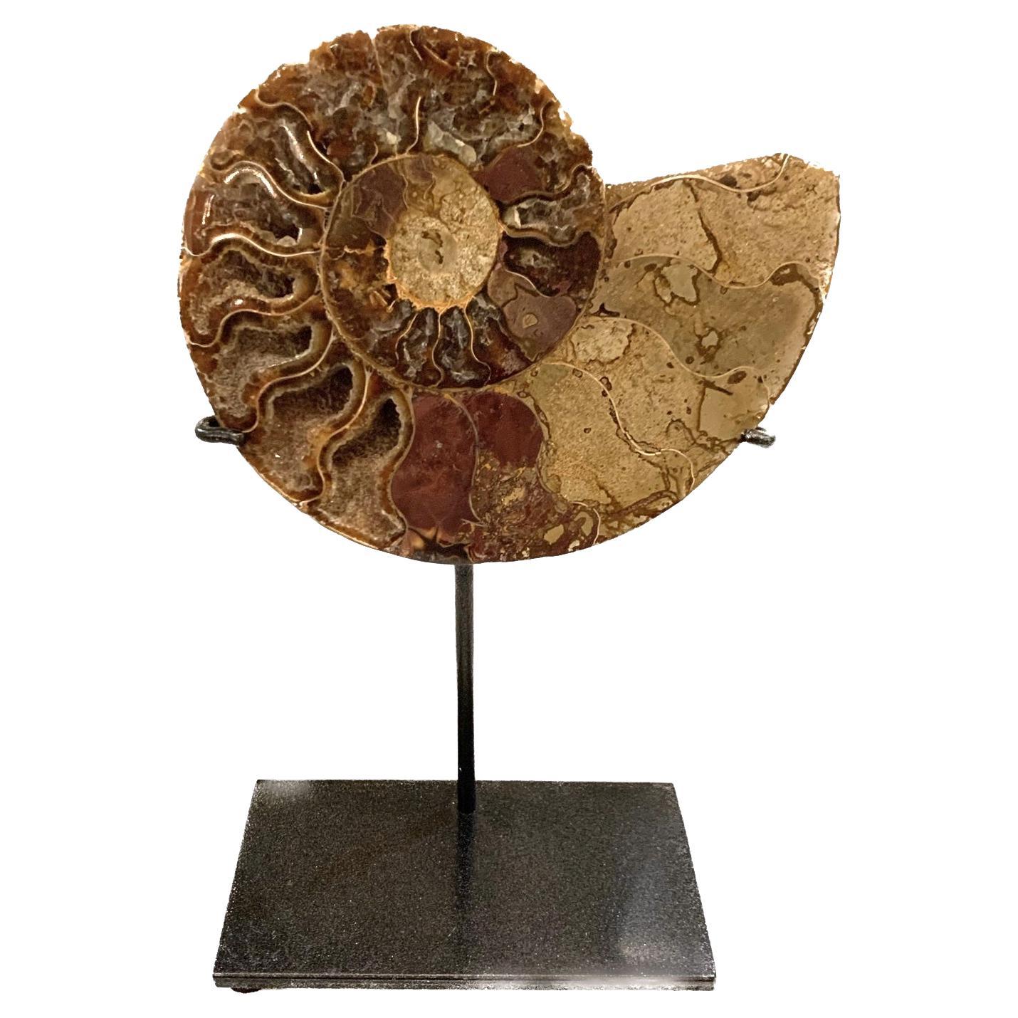 Brown Shades Ammonite On Stand, Madagascar, Prehistoric