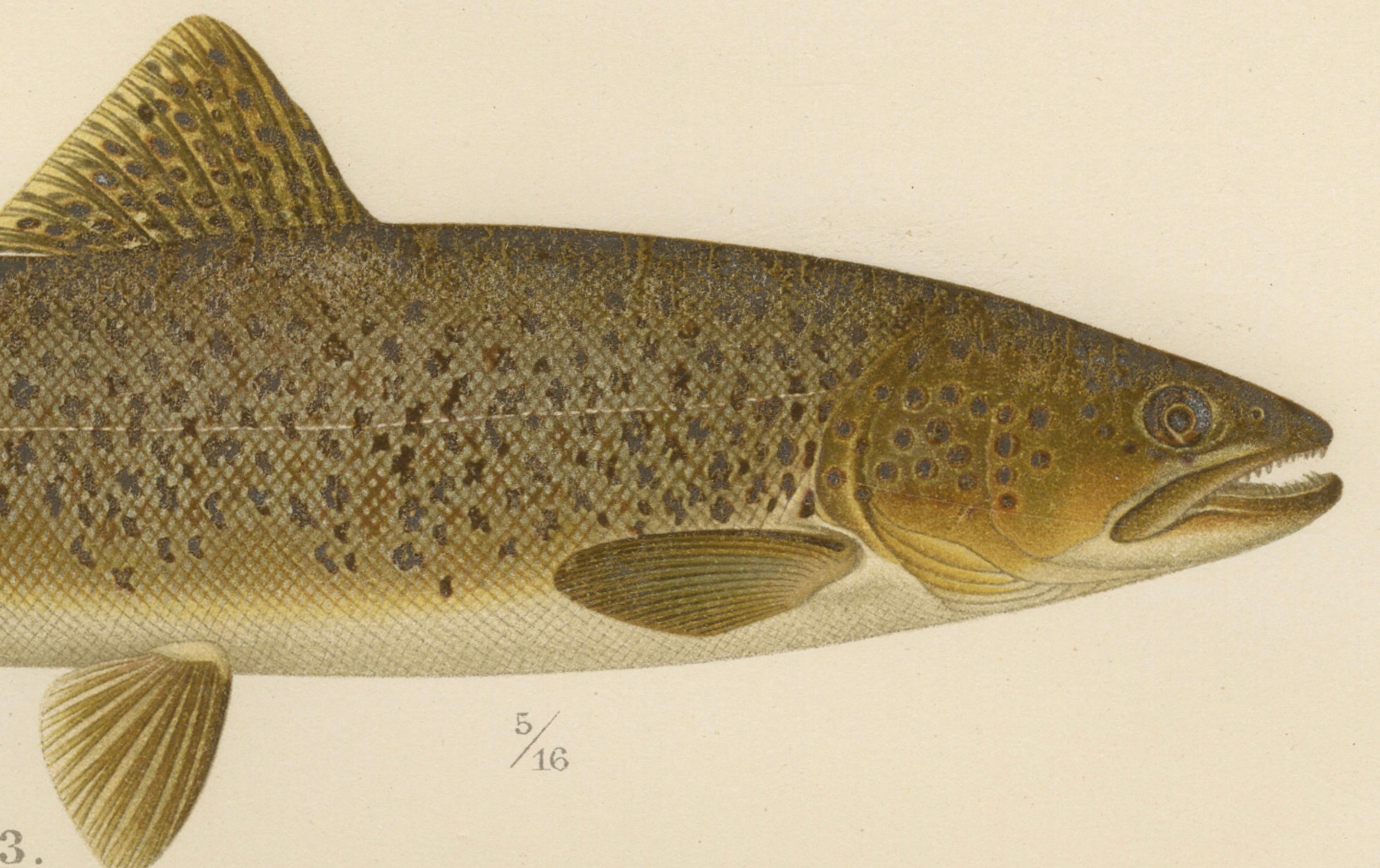 Titel: Die Vielfalt der Bachforellen in skandinavischen Gewässern: Exquisite Lithographie  

Beschreibung:  
Diese beeindruckende Lithografie aus der Serie Pisces Scandinaviae zeigt drei verschiedene Formen der Bachforelle (Salmo salar forma