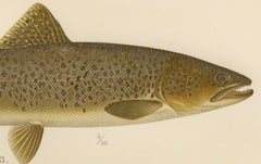 Brown Trout Diversity in Scandinavian Waters: Exquisite Lithograph, 1895
