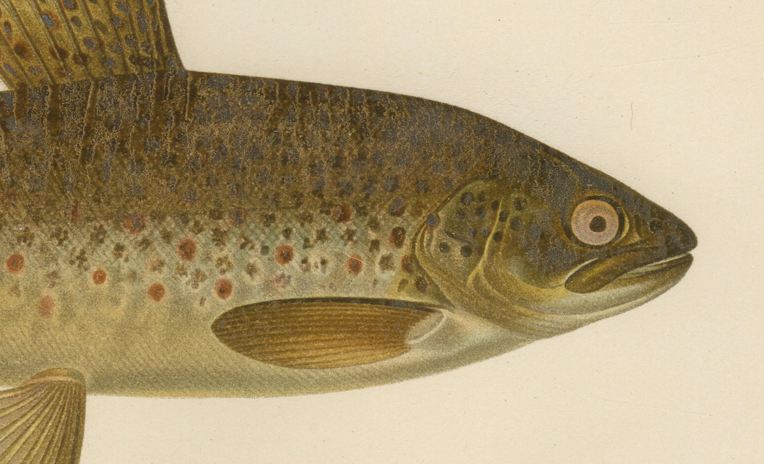 Brown Trout Diversity in Scandinavian Waters: Exquisite Lithographie, 1895 im Zustand „Gut“ im Angebot in Langweer, NL