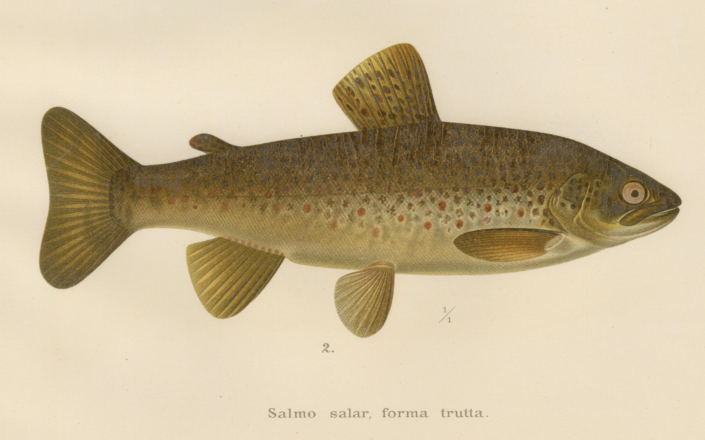 Brown Trout Diversity in Scandinavian Waters: Exquisite Lithographie, 1895 (Spätes 19. Jahrhundert) im Angebot