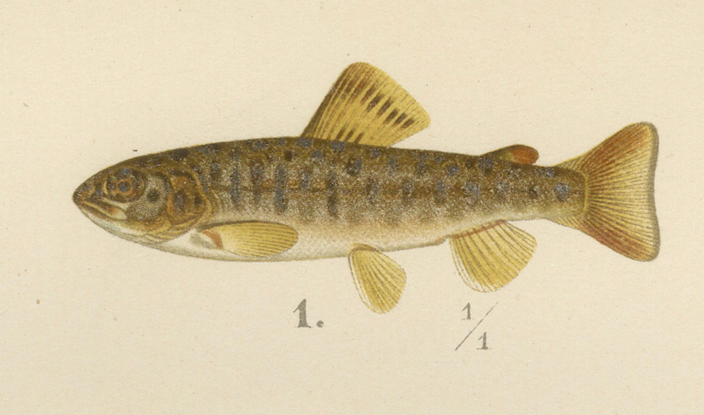 Brown Trout Diversity in Scandinavian Waters: Exquisite Lithographie, 1895 (Papier) im Angebot
