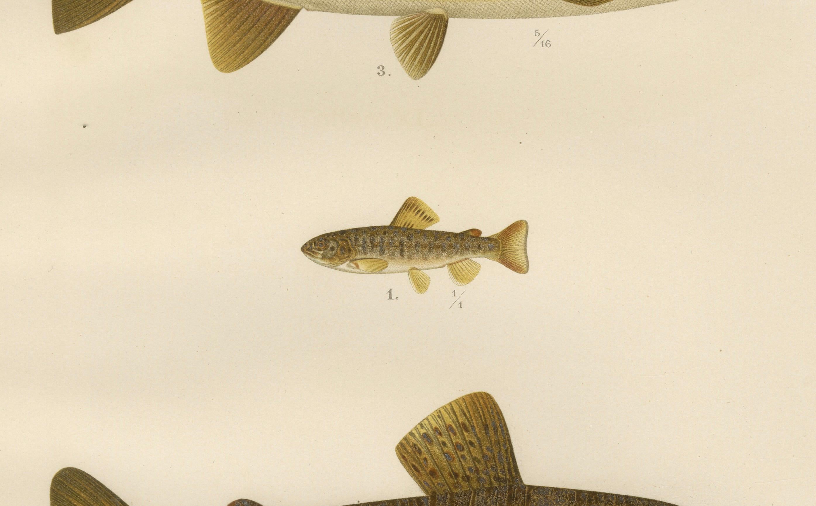 Brown Trout Diversity in Scandinavian Waters: Exquisite Lithographie, 1895 im Angebot 1