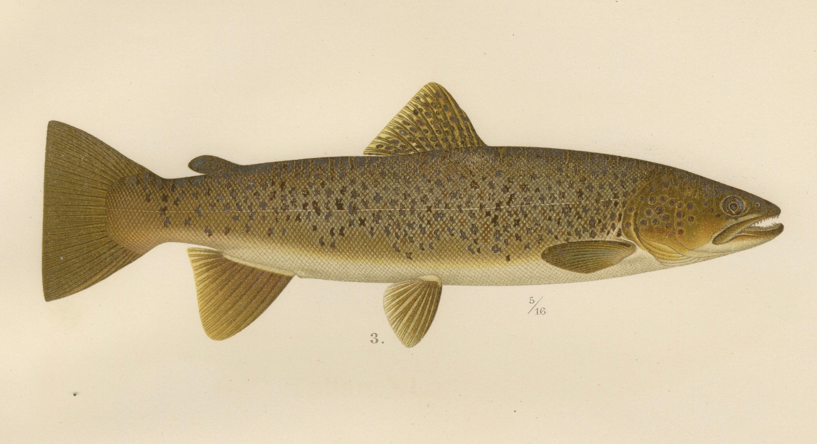 Brown Trout Diversity in Scandinavian Waters: Exquisite Lithographie, 1895 im Angebot 2