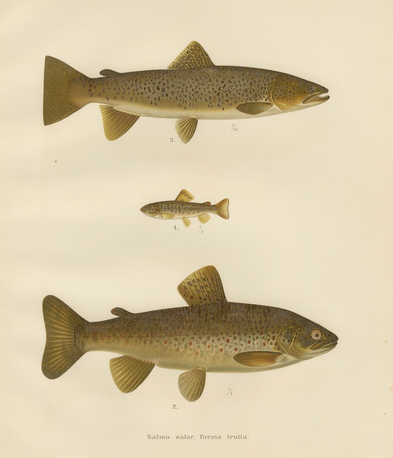Brown Trout Diversity in Scandinavian Waters: Exquisite Lithographie, 1895 im Angebot 3