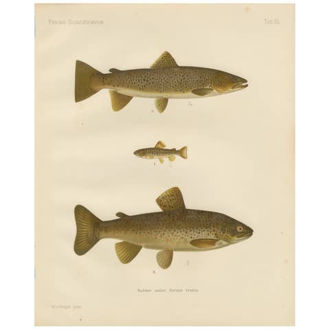 Brown Trout Diversity in Scandinavian Waters: Exquisite Lithograph, 1895
