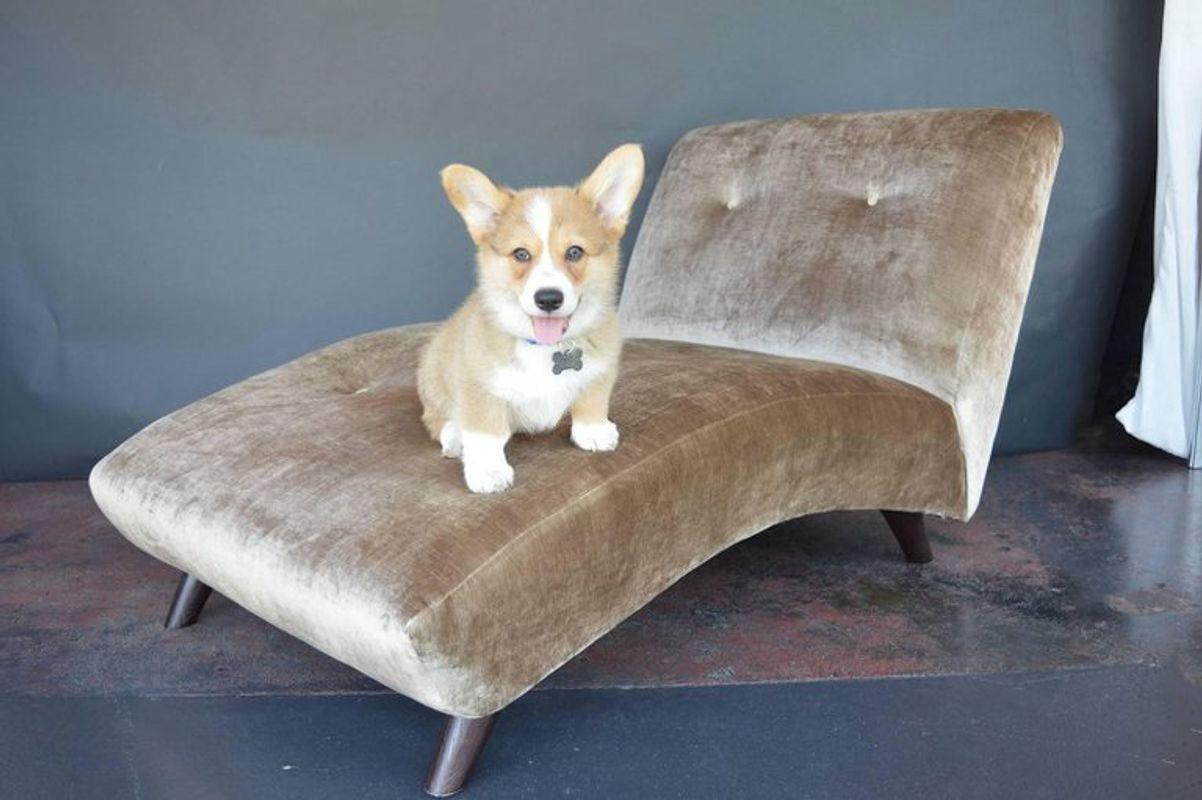 Brown Velvet Chaise Lounge In Good Condition For Sale In Los Angeles, CA