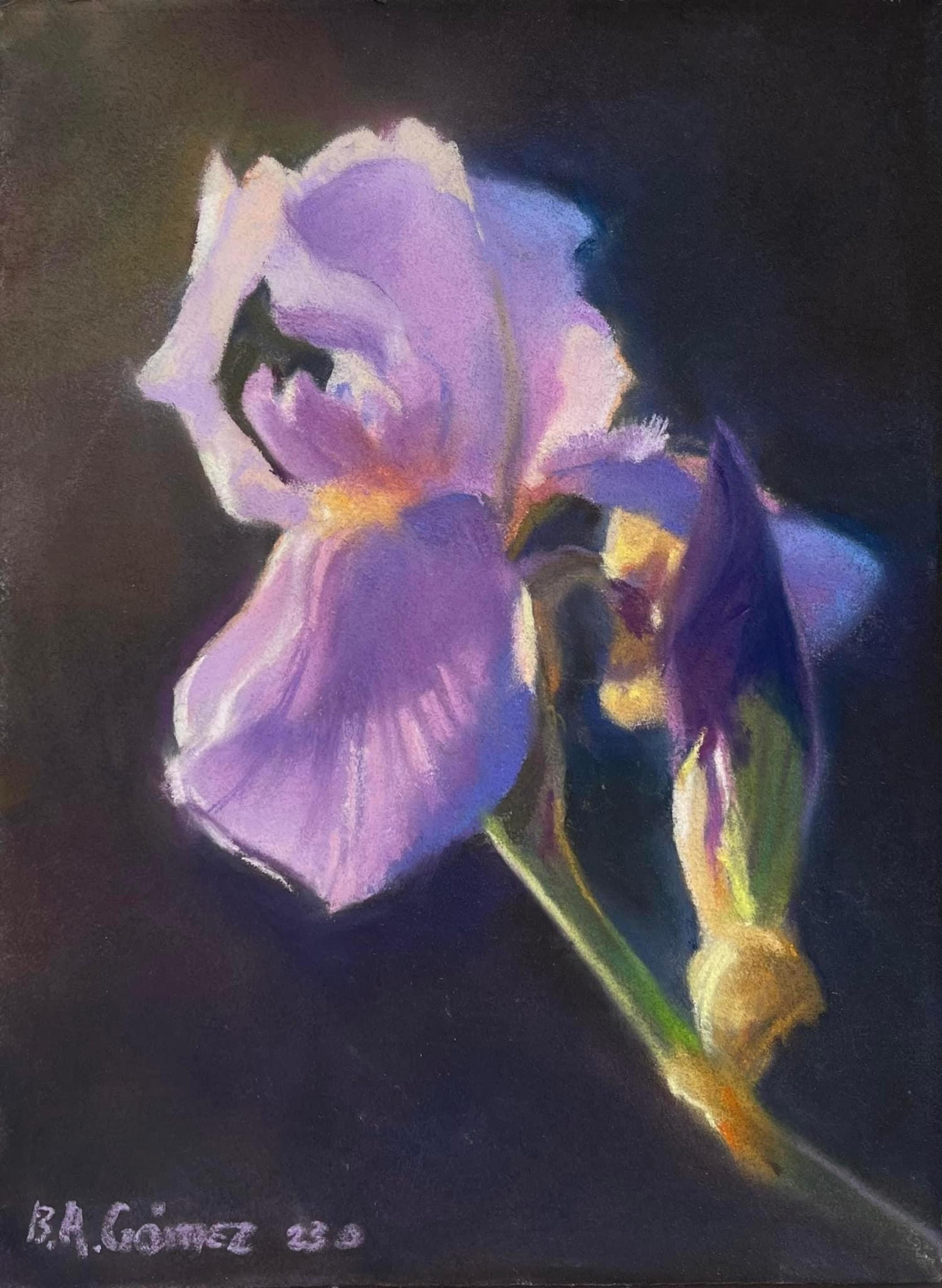 "Estudio del Iris Vaticano" (2023) de Bruce A. Gomez, Naturaleza muerta original al pastel