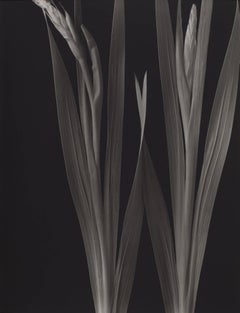 Gladioli I