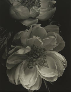 Peony Rose 2017