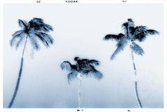 3 palms, Photograph, Archival Ink Jet
