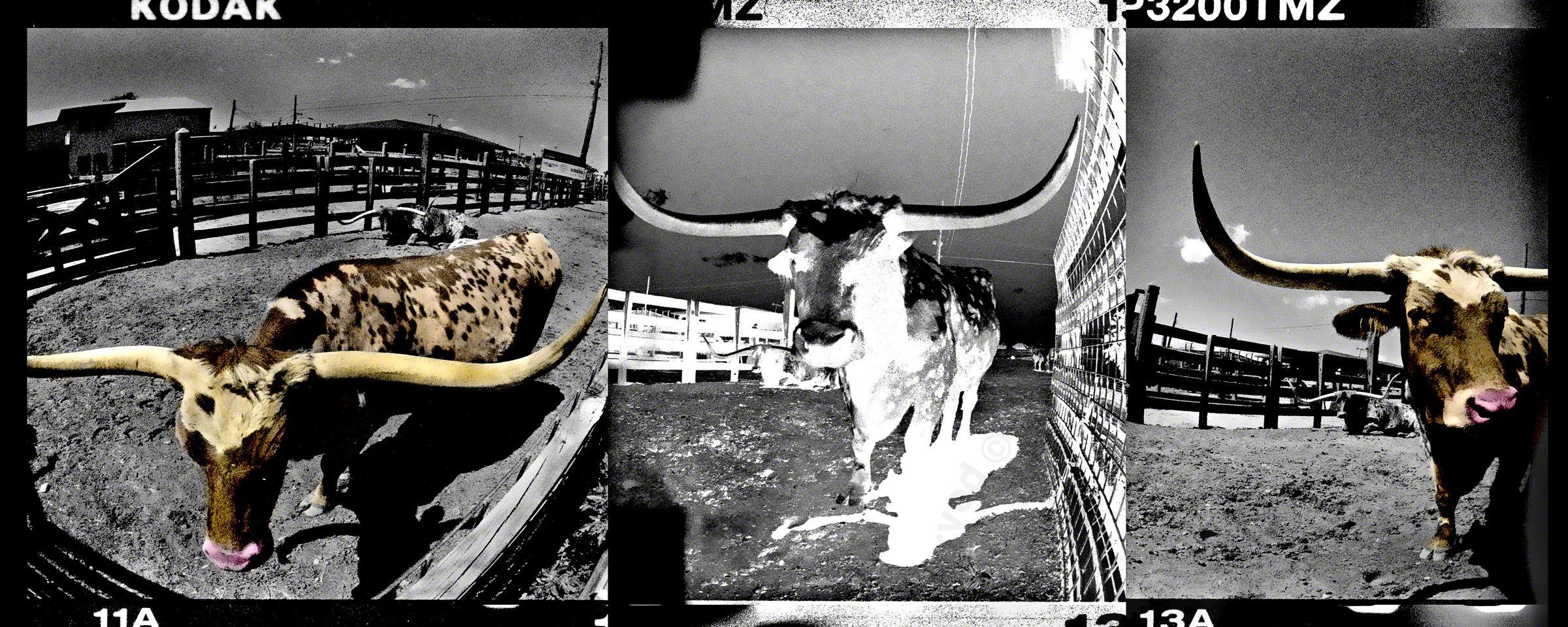 Black and White Photograph de Bruce Reinfeld - Texas Longhorns, Fotografía, Chorro de tinta de archivo