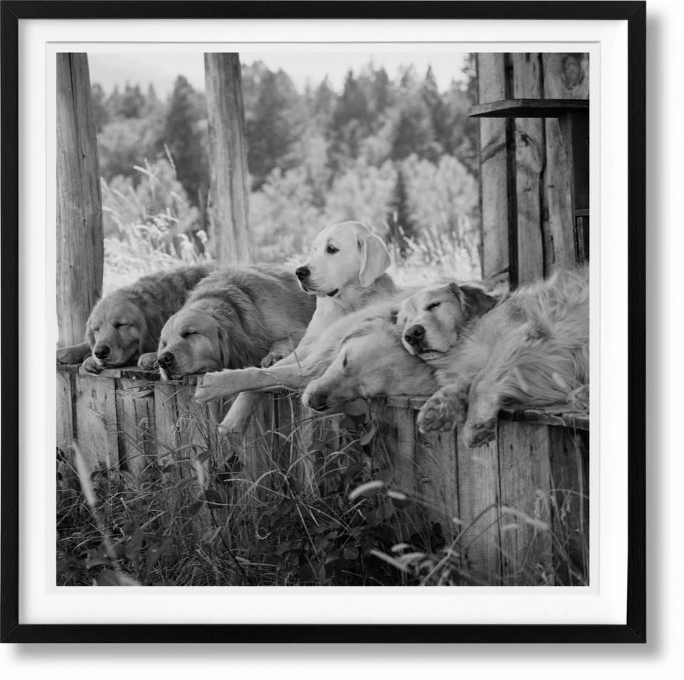 Bruce Weber Black and White Photograph - The Golden Retriever Photographic Society. ‘Little Bear Ranch, Montana, 1996’