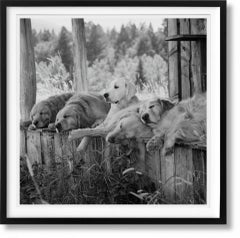 The Golden Retriever Photographic Society. ‘Little Bear Ranch, Montana, 1996’