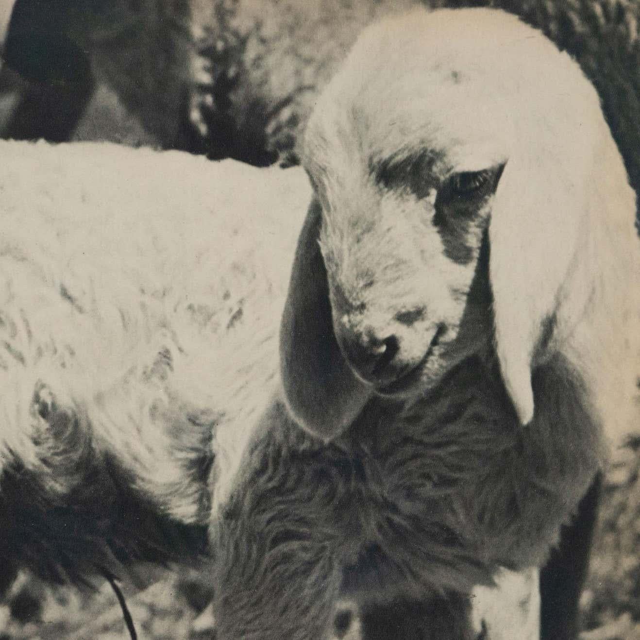 Bruno Stefani Photo Gravure Vintage, circa 1940 Bon état - En vente à Barcelona, Barcelona