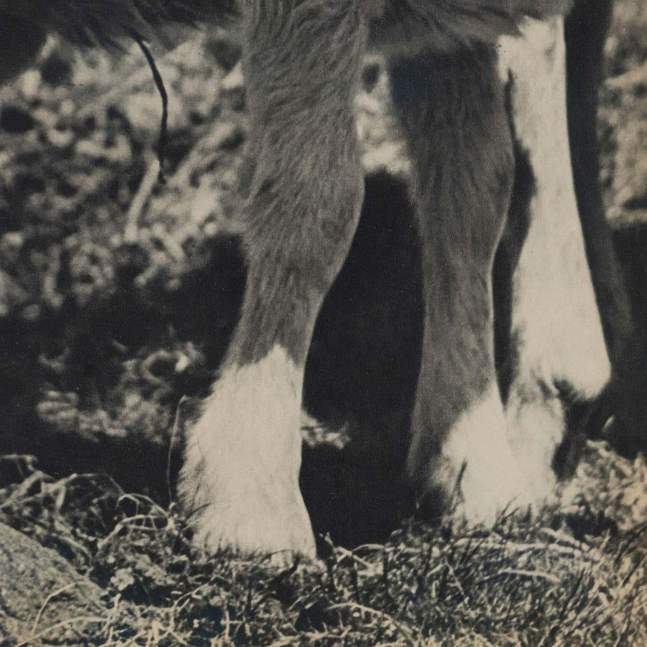 Milieu du XXe siècle Bruno Stefani Photo Gravure Vintage, circa 1940 en vente