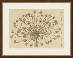 Brunsvigia Candelabra Lily Flower Head, Antique Bertuch Print, circa 1815