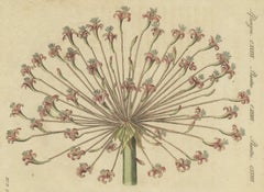 Brunsvigia Candelabra Lily Flower Head, Antique Bertuch Print, circa 1815