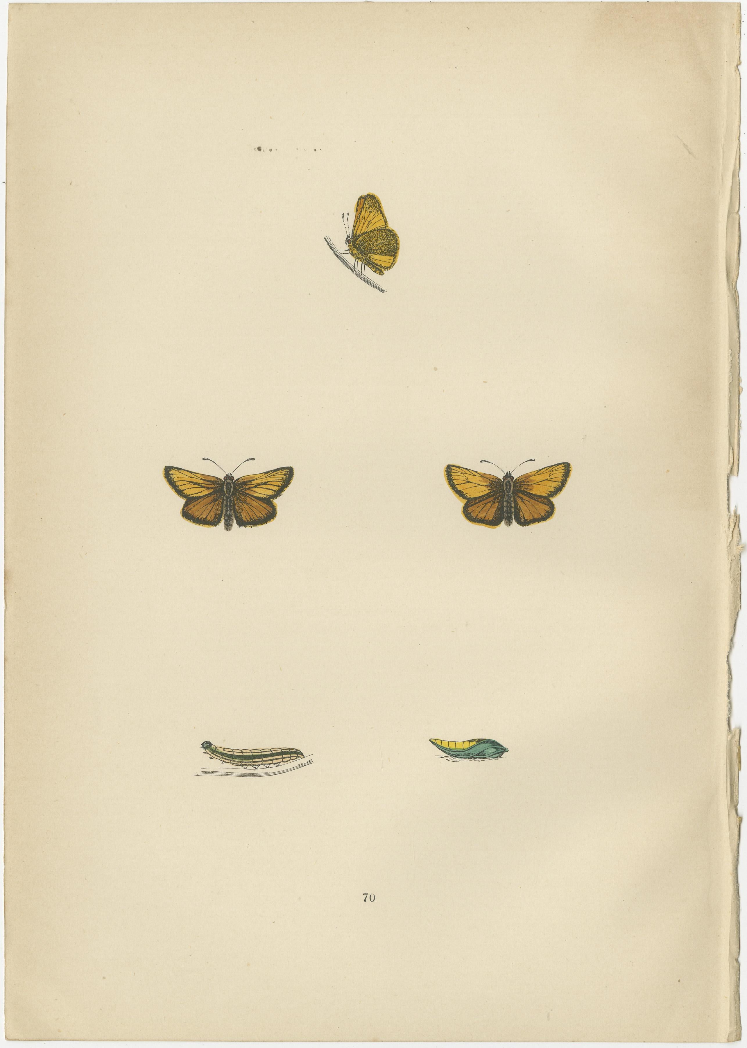 The butterflies featured in the plates from 