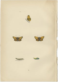 Brushstrokes and Butterflies: The Artistic Legacy of Morris's Skippers, 1890