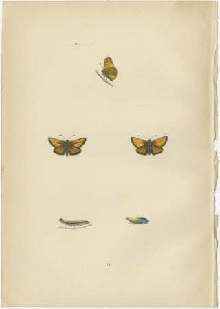 Brushstrokes and Butterflies: The Artistic Legacy of Morris's Skippers, 1890, view 2