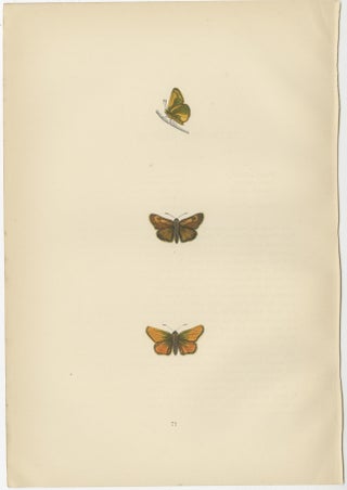 Brushstrokes and Butterflies: The Artistic Legacy of Morris's Skippers, 1890, view 3