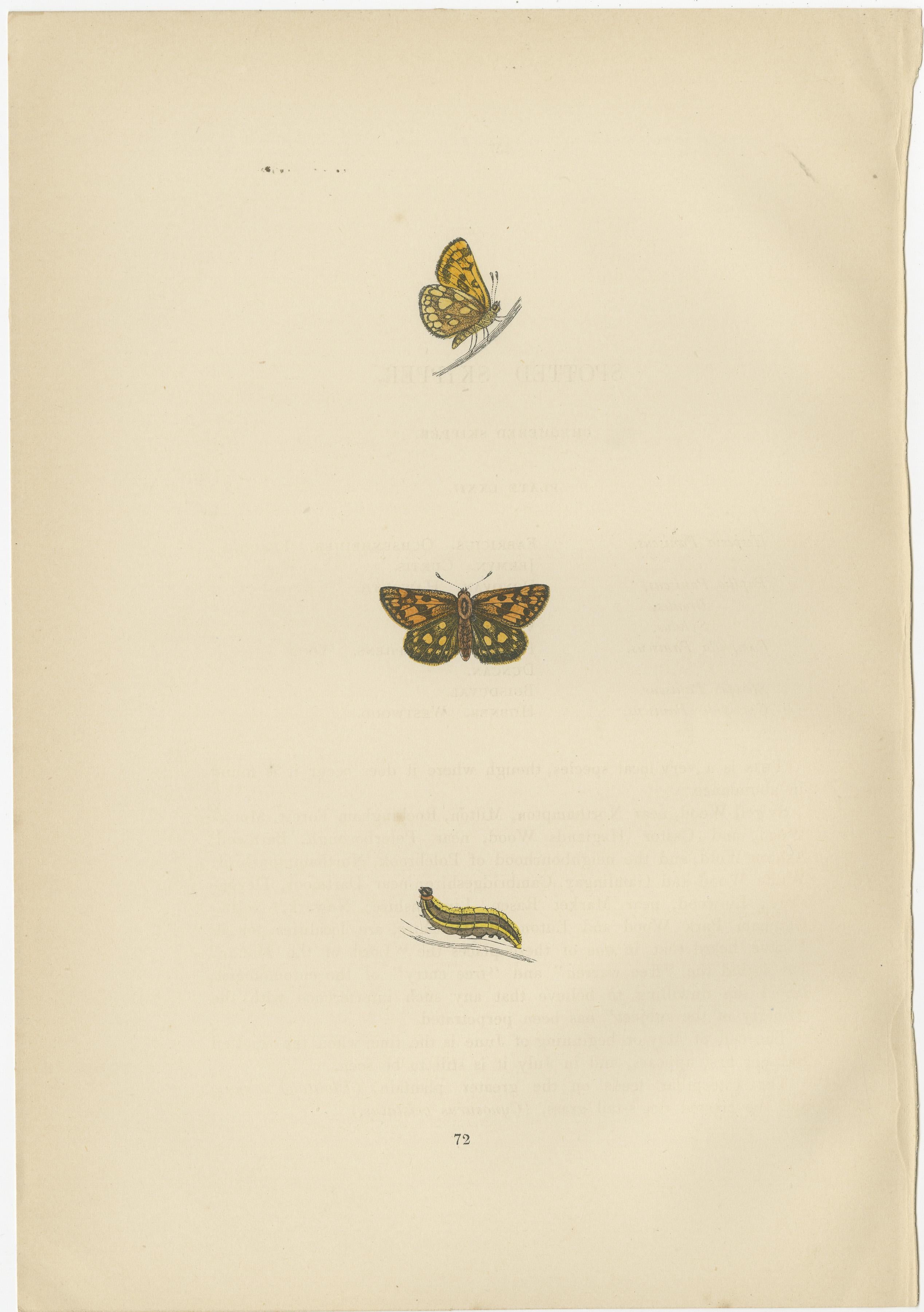 Late 19th Century Brushstrokes and Butterflies: The Artistic Legacy of Morris's Skippers, 1890 For Sale