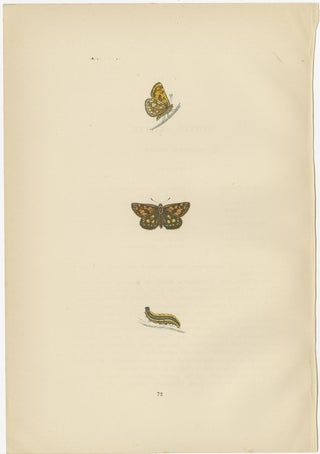 Brushstrokes and Butterflies: The Artistic Legacy of Morris's Skippers, 1890, view 4
