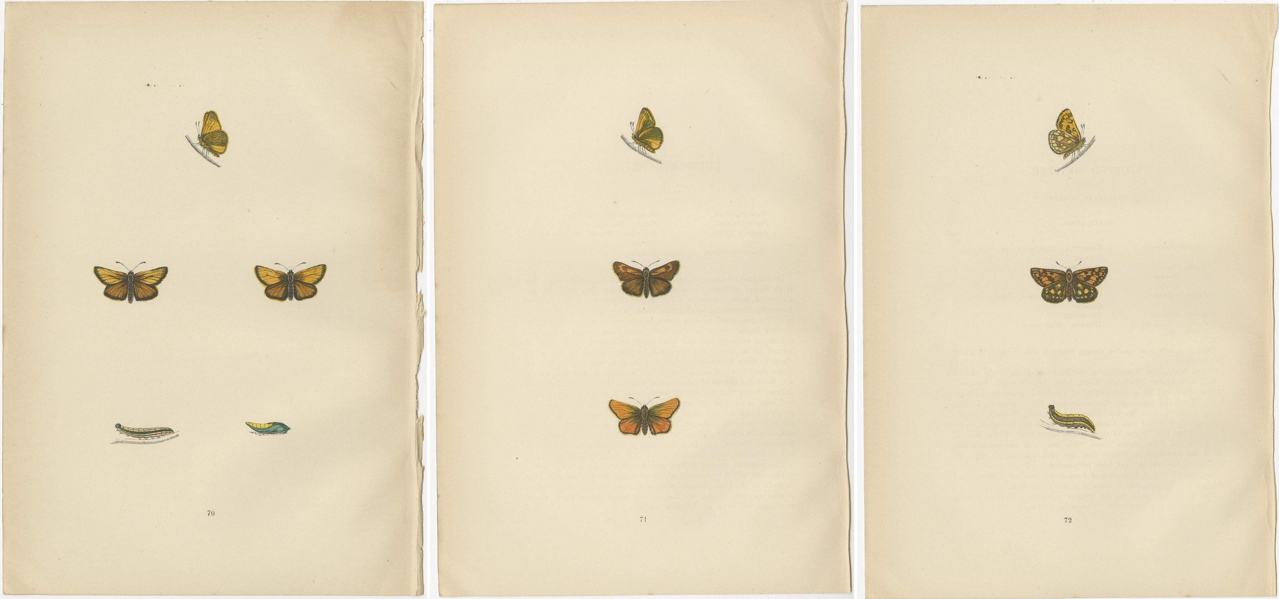 Paper Brushstrokes and Butterflies: The Artistic Legacy of Morris's Skippers, 1890 For Sale